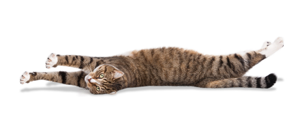 Full length view of a cat stretching while laying on its side