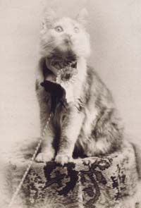 Cosey- Vinner av det første katteshow i USA i 1895