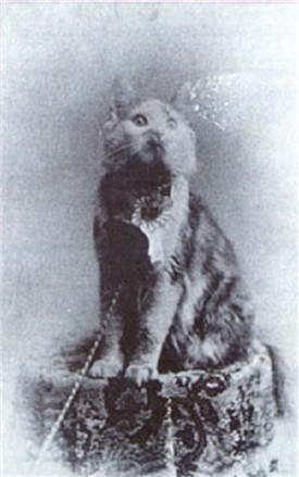 Cosey- Vinner av første Katteshow i USA- 1895