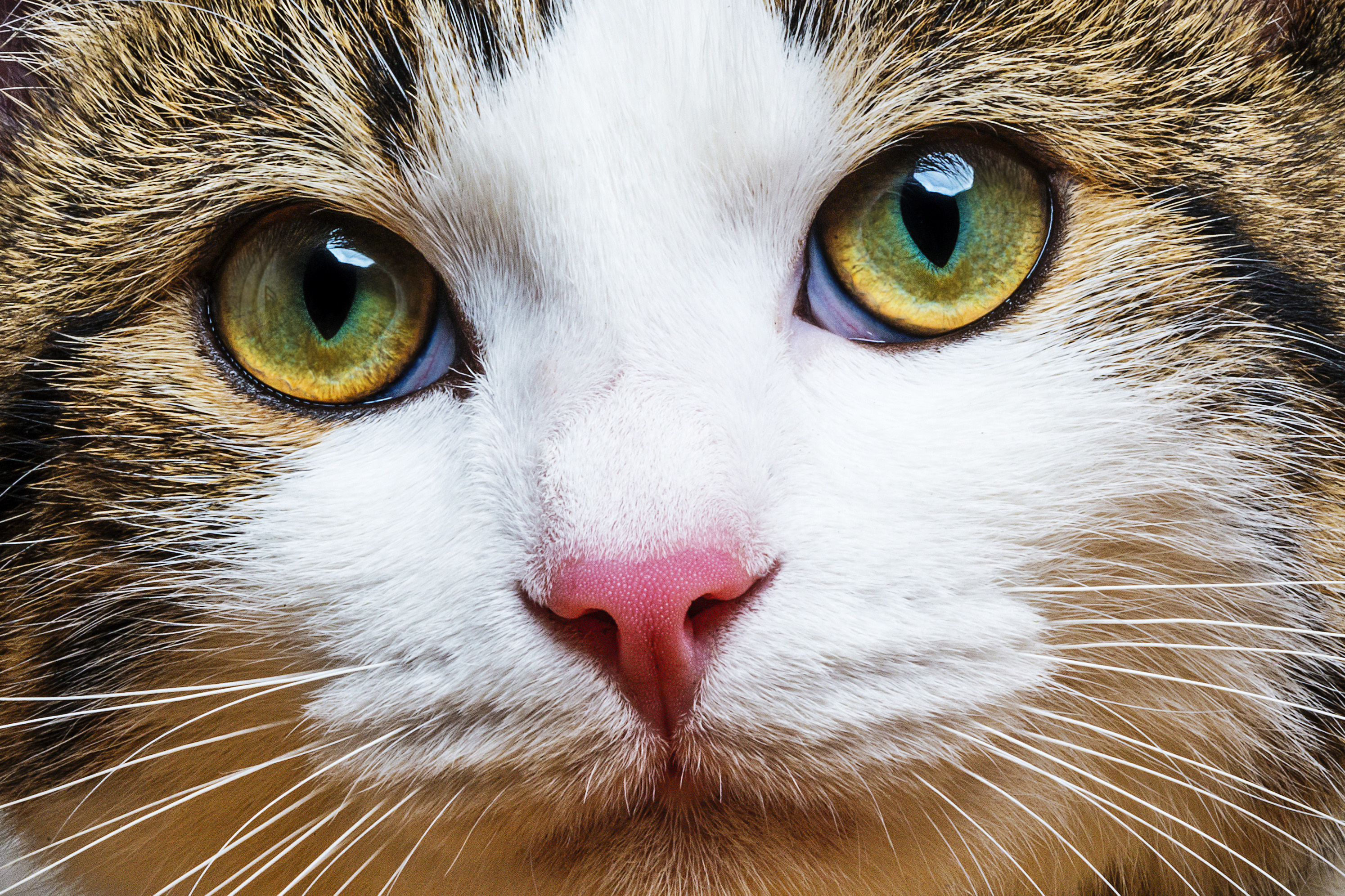 10 morsomme fakta om katten