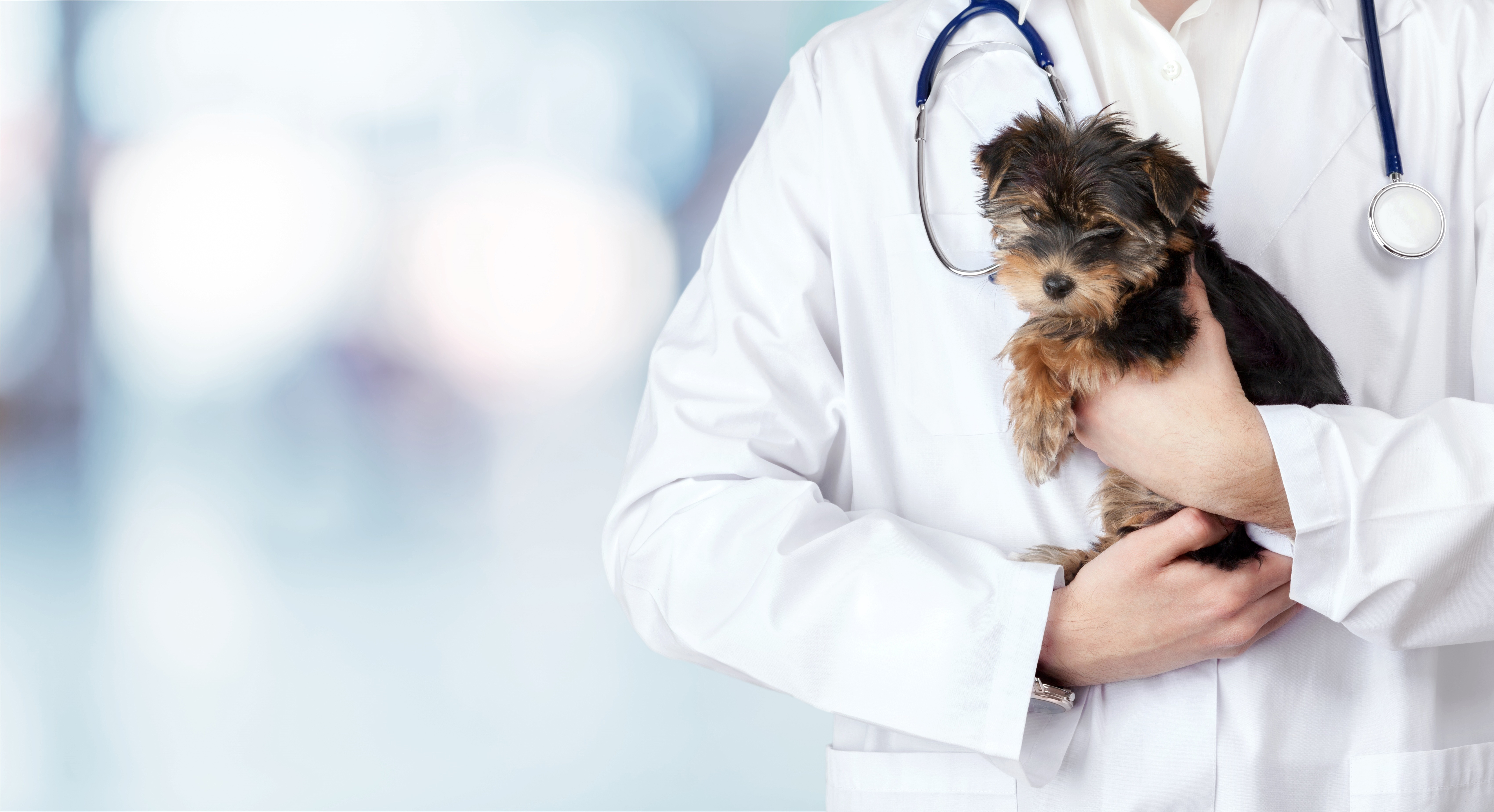 Viktig informasjon til hundeeiere om sykdomsutbruddet.